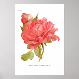 Peony 'Reine Elizabeth' Poster