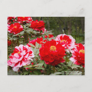 Peony "Shima-Nishiki":Postcard Postcard