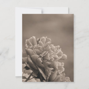 Peony Single Sepia Postcard