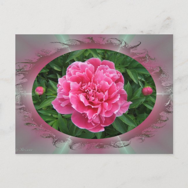 Peony w/buds ~ postcard (Front)