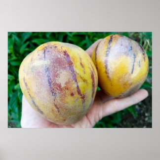 Pepino Melon fruits Poster