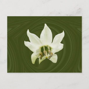 Pepper flower abstract ~ postcard