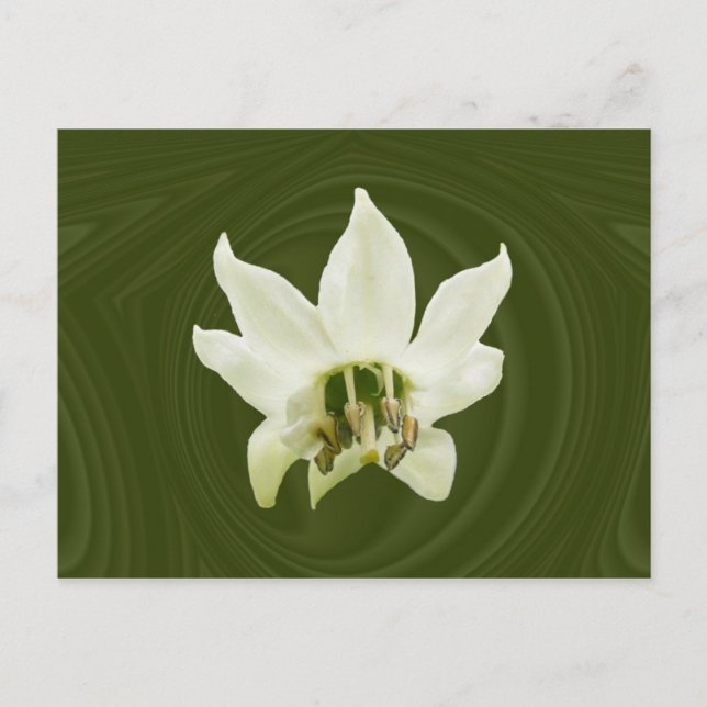 Pepper flower abstract ~ postcard (Front)