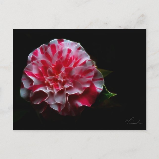 peppermint camellia design postcard (Front)