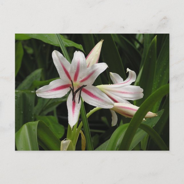 Peppermint Crinum Lily Postcard (Front)