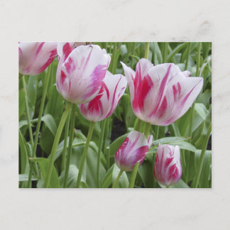 Peppermint Striped Tulips Postcard