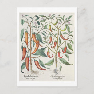 Peppers: 1.Piper Indicum maximum longum; 2.Piper I Postcard
