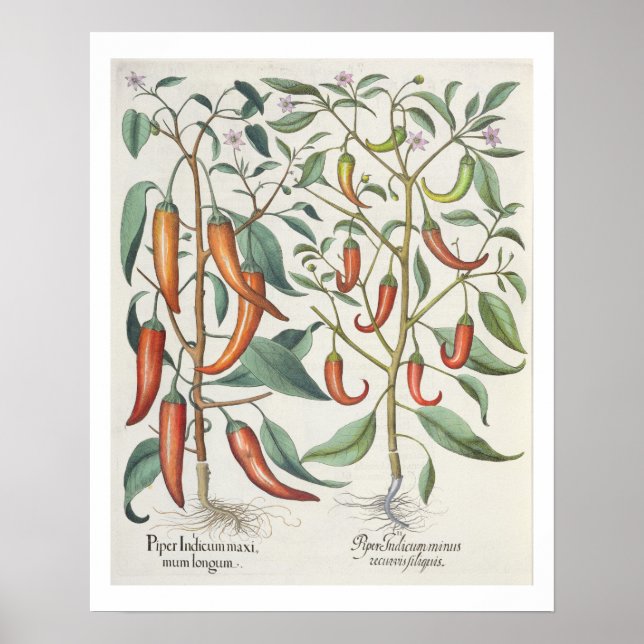 Peppers: 1.Piper Indicum maximum longum; 2.Piper I Poster (Front)