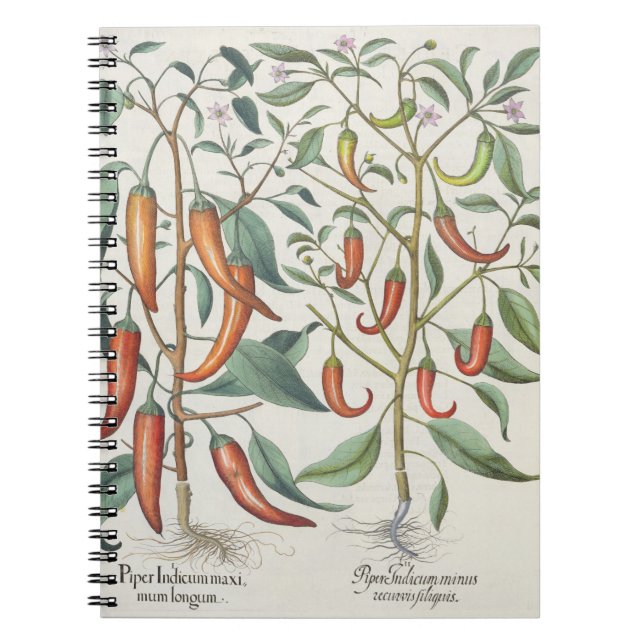 Peppers: 1.Piper Indicum maximum longum; 2.Piper I Spiral Notebook (Front)