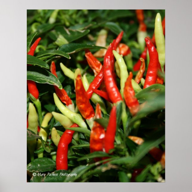 Peppers Poster (Front)