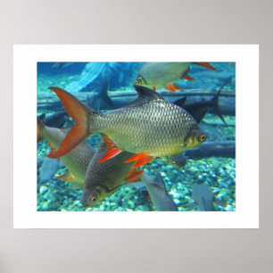 Perch Poster