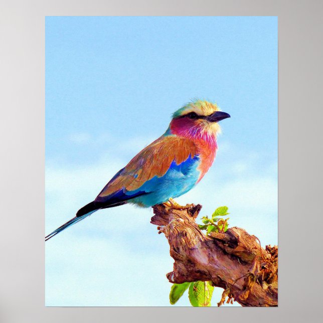 Perched Colourful African Bird Poster (Front)