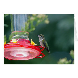 Perched Hummingbird