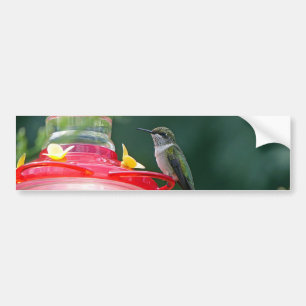 Perched Hummingbird Bumper Sticker