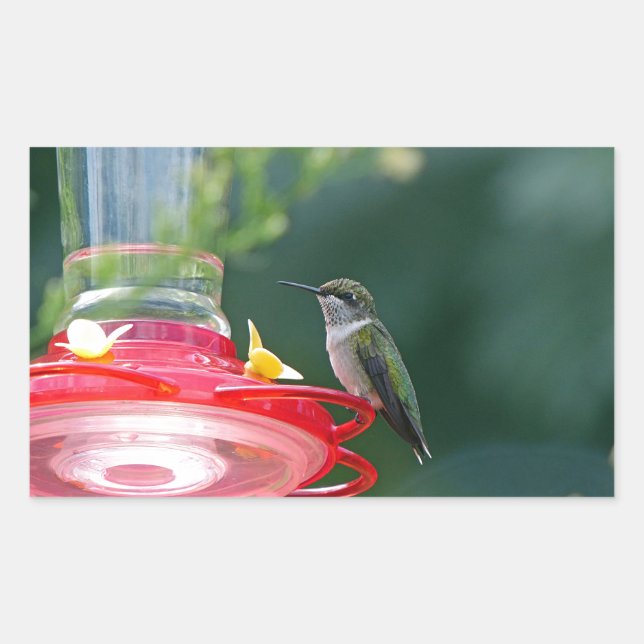 Perched Hummingbird Rectangular Sticker (Front)