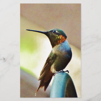 Perched Ruby and Green  little Hummingbird