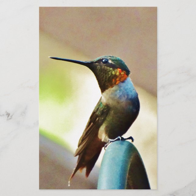 Perched Ruby and Green  little Hummingbird (Front)