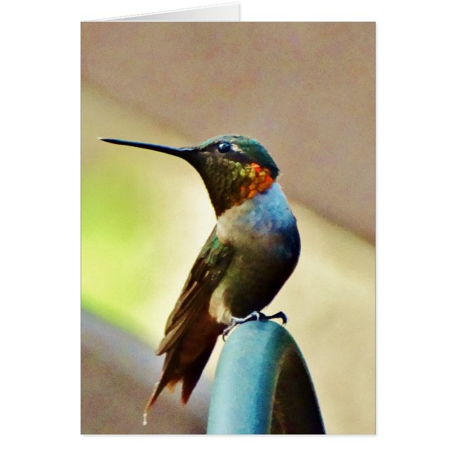 Perched Ruby and Green  little Hummingbird (Front)