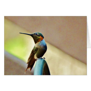 Perched Ruby and Green little Hummingbird