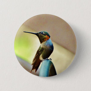 Perched Ruby and Green  little Hummingbird 6 Cm Round Badge