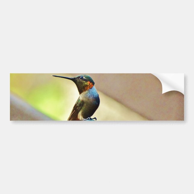 Perched Ruby and Green  little Hummingbird Bumper Sticker (Front)