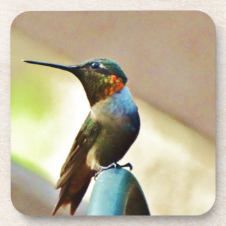 Perched Ruby and Green  little Hummingbird Coaster