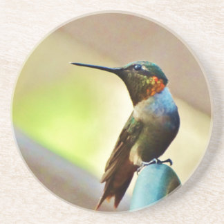 Perched Ruby and Green  little Hummingbird Coaster