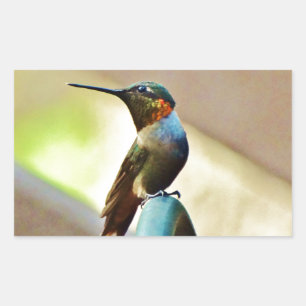 Perched Ruby and Green  little Hummingbird Rectangular Sticker