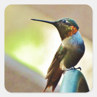 Perched Ruby and Green  little Hummingbird Square Sticker