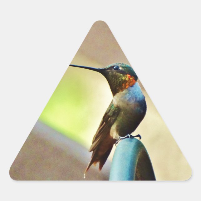 Perched Ruby and Green  little Hummingbird Triangle Sticker (Front)