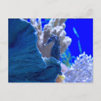 Perched Seahorse Postcard