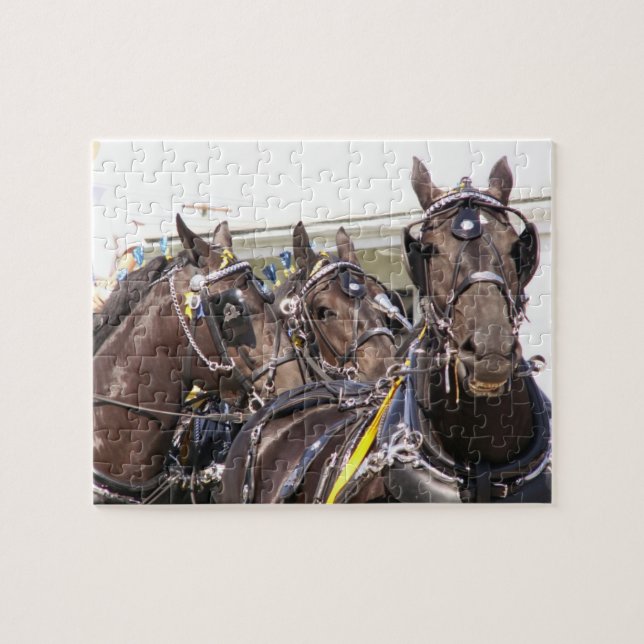 Percheron Draught Horse Jigsaw Puzzle (Horizontal)