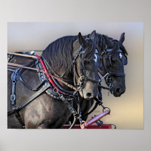 Percheron Draught Horse Work Team Poster