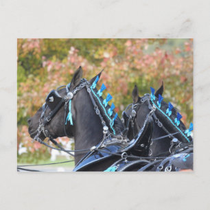 Percheron postcard