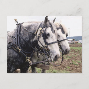 Percheron Tandem Postcard