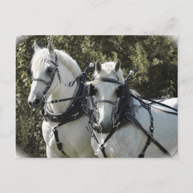 Percheron Team Postcard (Front)