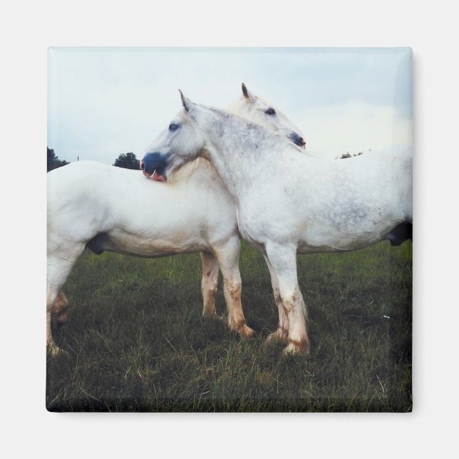 Percherons Grooming Each Other Magnet (Front)