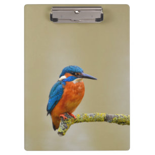Perching Kingfisher Clipboard