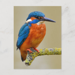 Perching Kingfisher Postcard