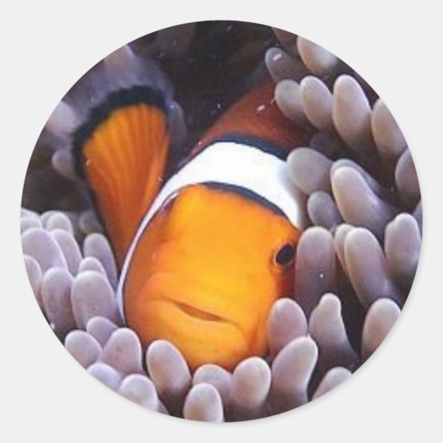 Percula Clownfish Classic Round Sticker (Front)