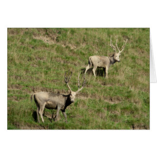 Père David's deer