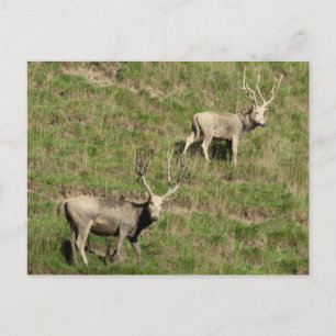 Père David's deer Postcard