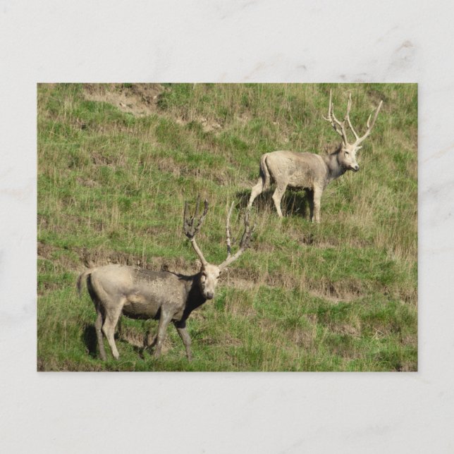 Père David's deer Postcard (Front)