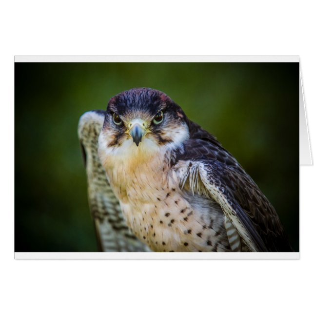 Peregrine Falcon (Front Horizontal)