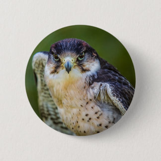 Peregrine Falcon 6 Cm Round Badge