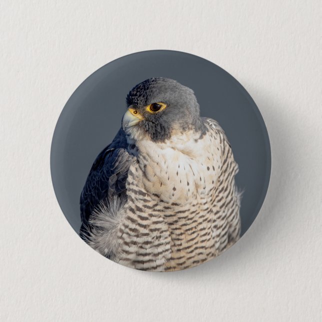 Peregrine Falcon along the Hudson River 6 Cm Round Badge (Front)