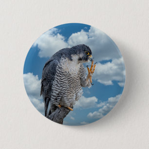 Peregrine Falcon along the Hudson River 6 Cm Round Badge