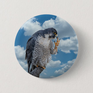 Peregrine Falcon along the Hudson River 6 Cm Round Badge