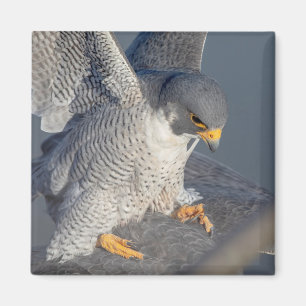 Peregrine Falcon along the Hudson River Magnet