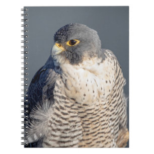 Peregrine Falcon along the Hudson River Notebook